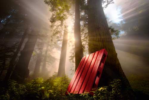 rote Palette im Wald